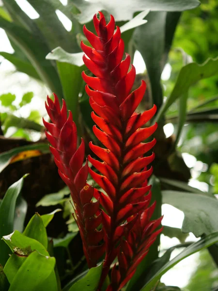 Enfoque Selectivo Vertical Flores Rojas Jardín Capturado Durante Día —  Fotos de Stock