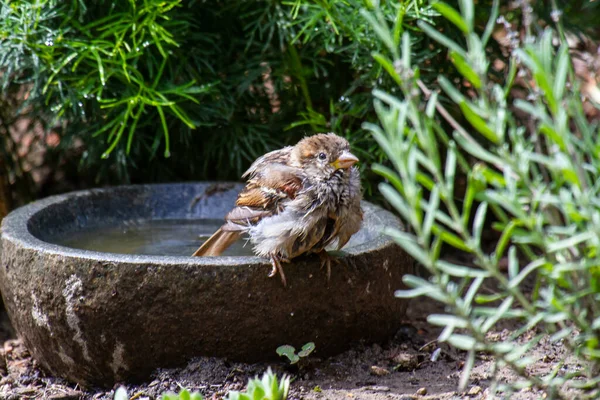 Die Spatzen Baden Tagsüber Einem Steinigen Vogelbad — Stockfoto