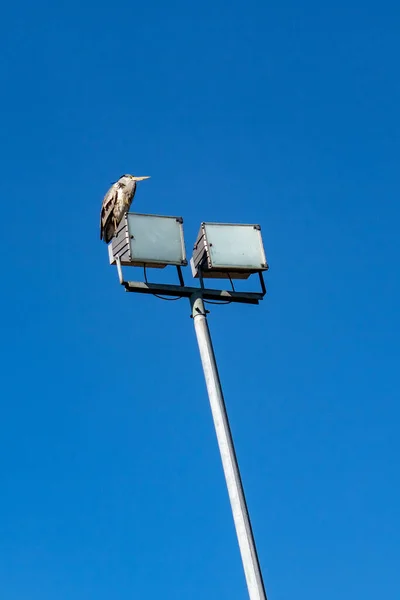 Svislý Nízký Úhel Záběru Šedé Volavky Sedící Sloupku Lampy Pod — Stock fotografie