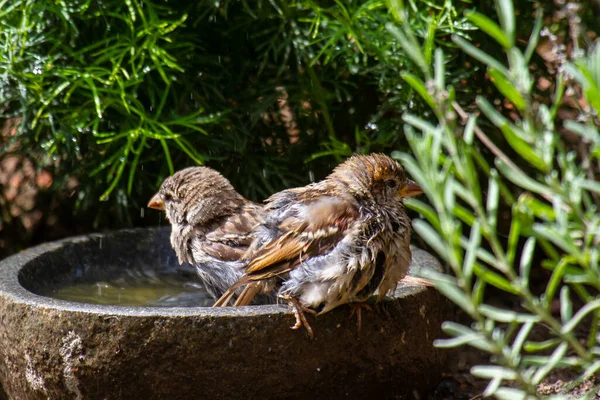 Closeup Shot Two Sparrows Perched Stone Bath — Stock Photo, Image