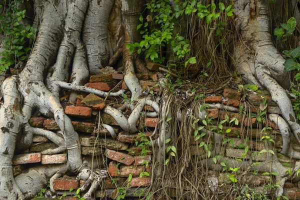 Detailní Záběr Kořenů Stromu — Stock fotografie