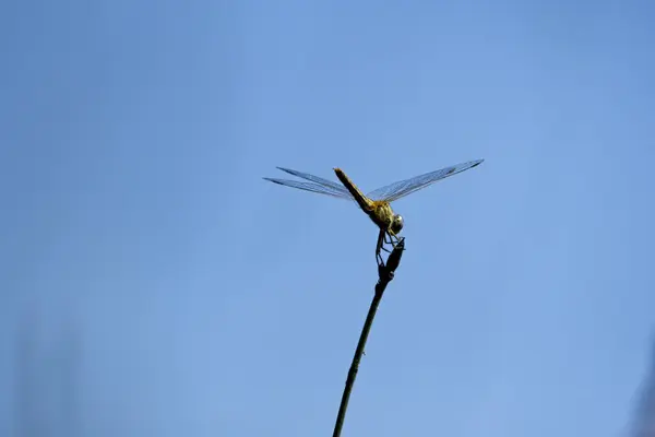 Nahaufnahme Einer Libelle Auf Einer Pflanze — Stockfoto