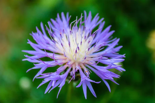 Een Close Shot Van Een Bloeiende Purperen Distel Bloem — Stockfoto