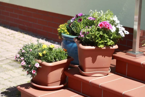 Närbild Skott Färgglada Blommor Krukor Utanför Trappor Solig Dag — Stockfoto