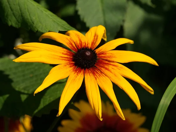 Primer Plano Flores Amarillas Rudbeckia Capturadas Durante Día — Foto de Stock