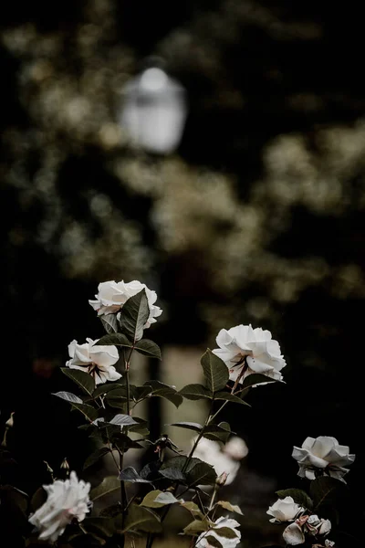 Eine Schöne Aufnahme Weißer Rosen Auf Verschwommenem Hintergrund — Stockfoto