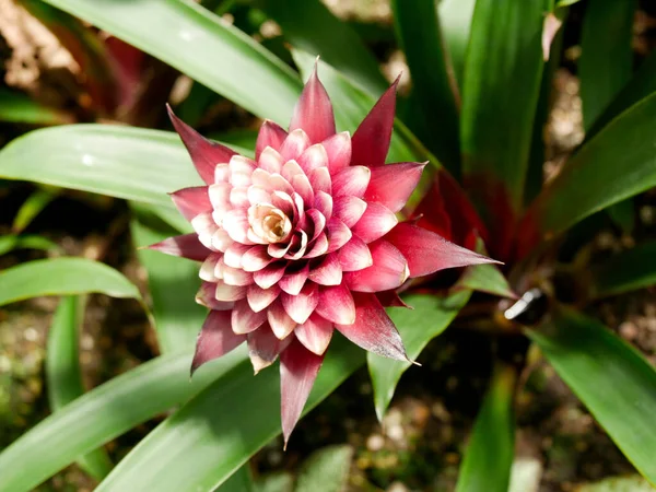 Tiro Foco Raso Uma Bela Flor Franceska Guzmania — Fotografia de Stock