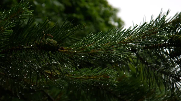 Closeup Shot Wet Spuce Tree — Stock Photo, Image