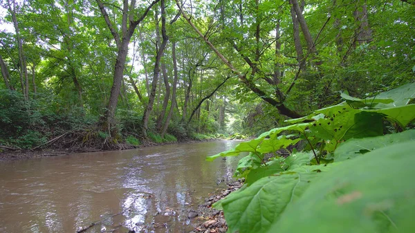 Eine Flache Aufnahme Eines Braunen Wasserflusses Einem Wald — Stockfoto