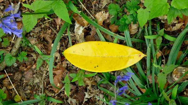 Primer Plano Una Hoja Amarilla Suelo —  Fotos de Stock