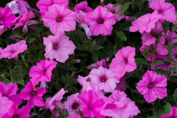 Gros Plan Belles Fleurs Petunia — Photo