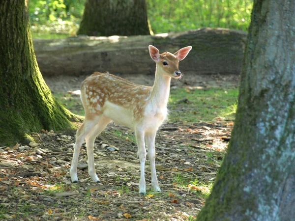 Beau Cliché Seul Faon Jachère Debout — Photo