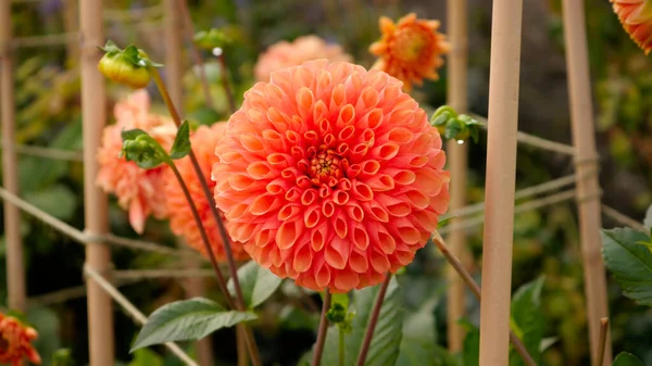 Closeup Shot Orange Dahlia — Stock Photo, Image