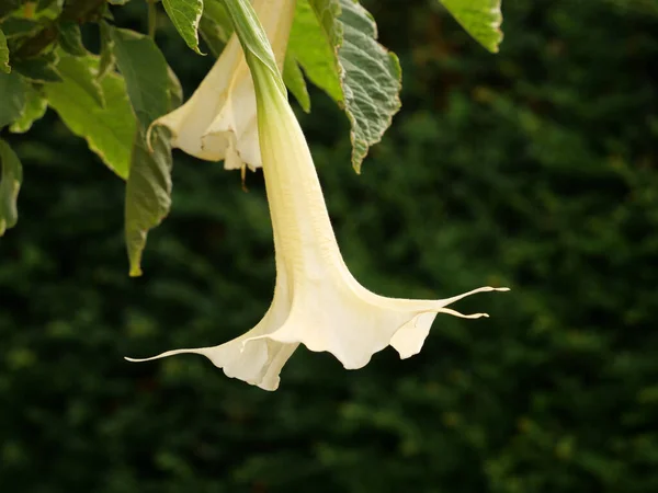 枝にあるブルーマンシアの花のマクロショット — ストック写真