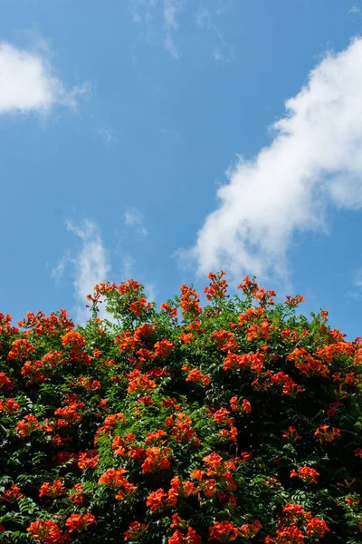 Plano Vertical Planta Con Flores Campsis Sobre Fondo Del Cielo —  Fotos de Stock