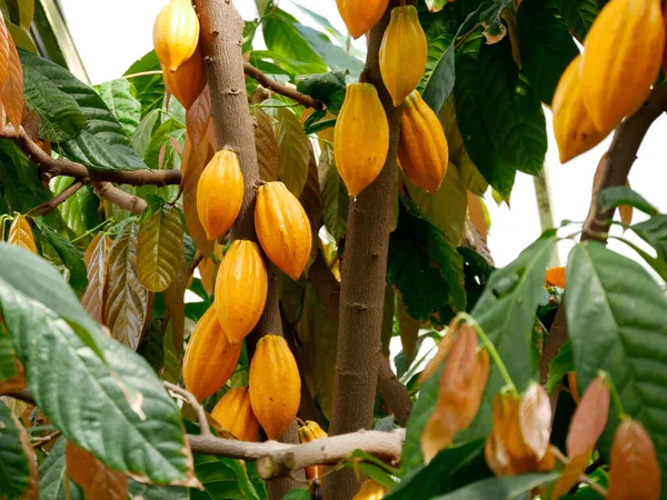 Primer Plano Una Vaina Cacao —  Fotos de Stock