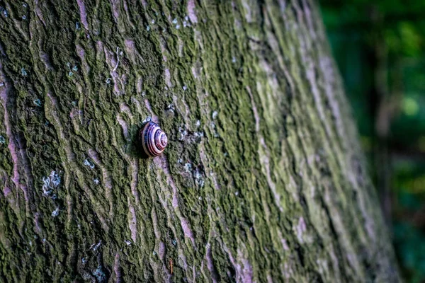 Nahaufnahme Einer Kleinen Schnecke Auf Einem Baum Mit Flechten — Stockfoto