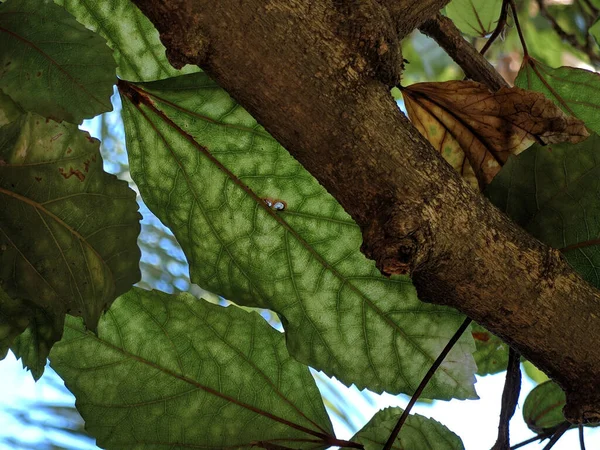 Close Galho Árvore Com Folhas Verdes Brilhantes — Fotografia de Stock