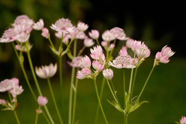 Plan Mise Point Peu Profonde Belles Grandes Fleurs Masterwort — Photo