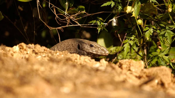 Tiro Foco Raso Lagarto Jacaré — Fotografia de Stock