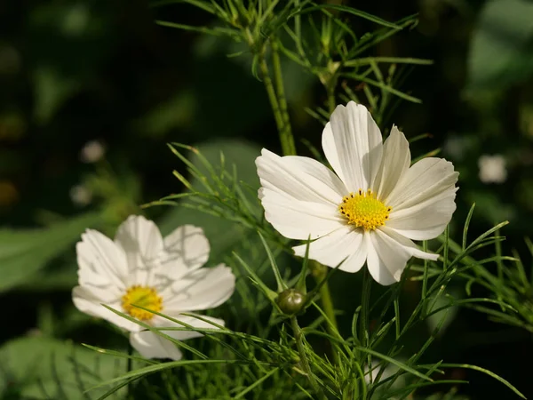 Macro Shot White Cosmos Bipinnatus Flowers — Stock Photo, Image