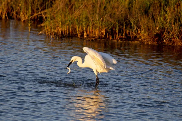 Great Egret Standing Blue Water Eating Fish — Stock Photo, Image