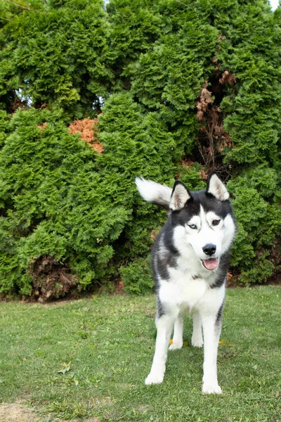 Selektiv Fokusbild Bedårande Husky Med Annan Ögonfärg Gräset — Stockfoto