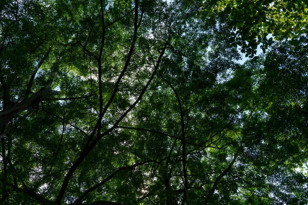 Olhe Para Cima Dossel Verde Folhagem Árvores Fundos Verdes — Fotografia de Stock