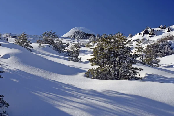 Snöiga Bergen Omgivna Träd Den Blå Himlen — Stockfoto