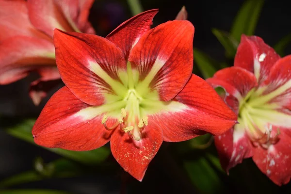 Closeup Shot Red Lily Park — Stock Photo, Image