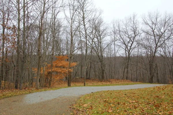 Захватывающий Вид Осенних Деревьев Лесу Облачным Небом — стоковое фото
