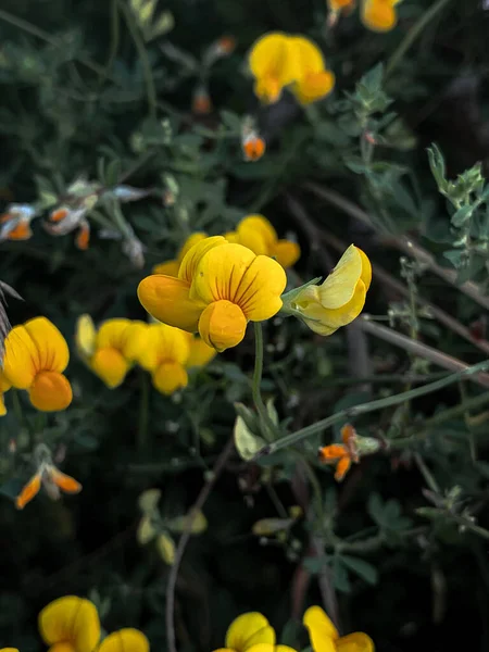 Vacker Bild Bird Fot Trefoil Blommor — Stockfoto