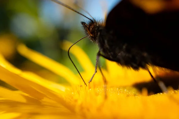 Gros Plan Papillon Sur Tournesol — Photo