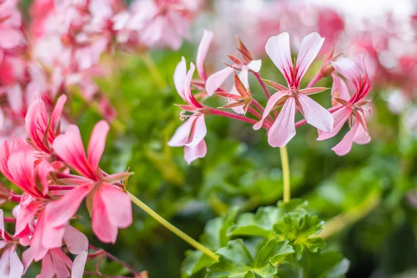 Primo Piano Fiori Pelargonio Rosa Parco — Foto Stock