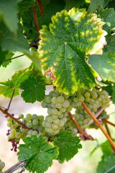 Eine Nahaufnahme Von Grünen Trauben Die Auf Weinbäumen Wachsen — Stockfoto