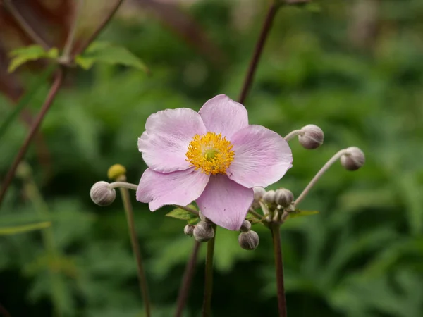 Macro Shot Beautiful Anemone Flower Nature — Stock Photo, Image