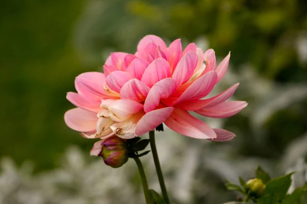 Gros Plan Beau Dahlia Rose Dans Nature — Photo