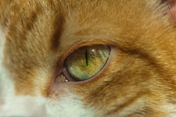 Egy Közeli Felvétel Egy Vörös Macska Zöld Szeméről — Stock Fotó