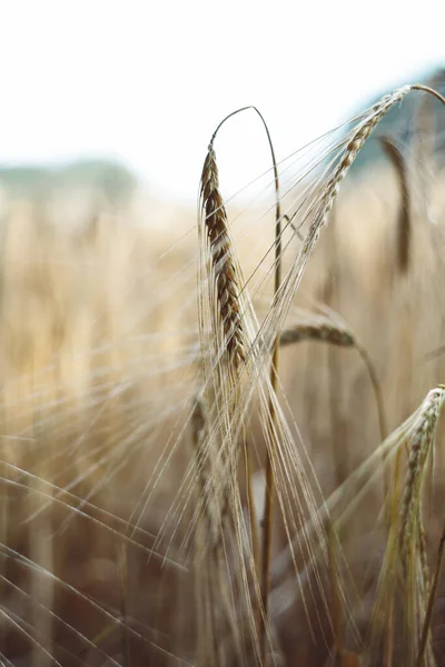 Een Verticale Selectieve Focus Shot Van Prachtige Tarweplanten Een Landbouwbedrijf — Stockfoto