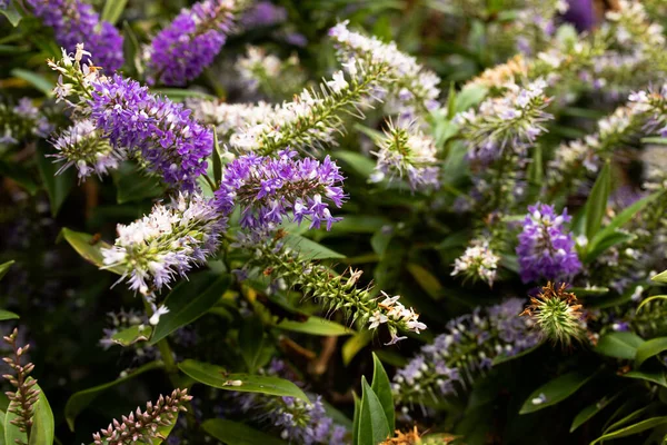 Makroaufnahme Von Magischen Violetten Und Weißen Blüten — Stockfoto