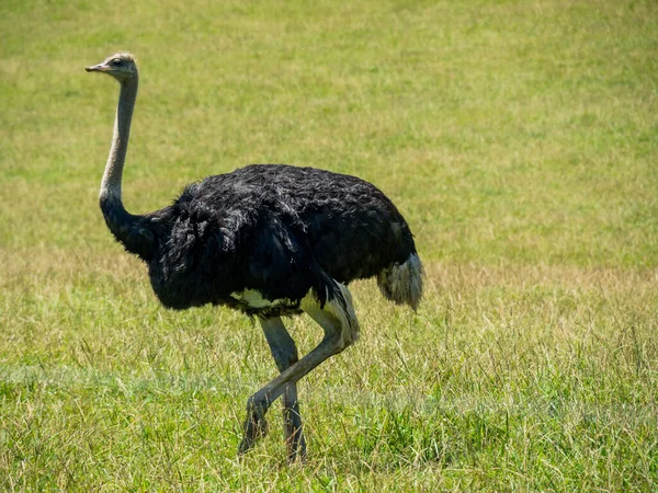 Gran Avestruz Negro Caminando Por Campo — Foto de Stock