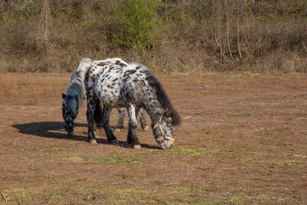 Los Ponis Manchados Pastando Campo Capturado Durante Día —  Fotos de Stock