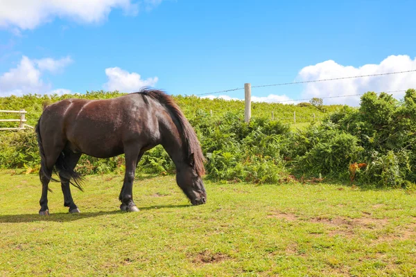 Cheval Noir Mangeant Des Herbes Sur Large Pâturage Pendant Une — Photo