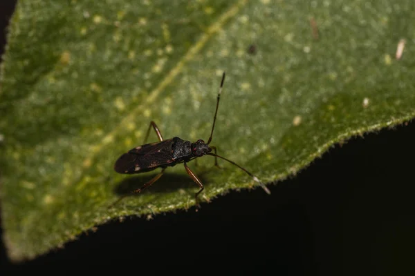 Makroaufnahme Eines Käfers Auf Einem Grünen Blatt Perfekt Für Einen — Stockfoto