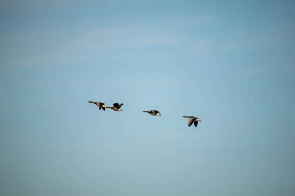 Μια Σιλουέτα Ενός Σμήνους Πουλιών Που Πετούν Στον Συννεφιασμένο Ουρανό — Φωτογραφία Αρχείου