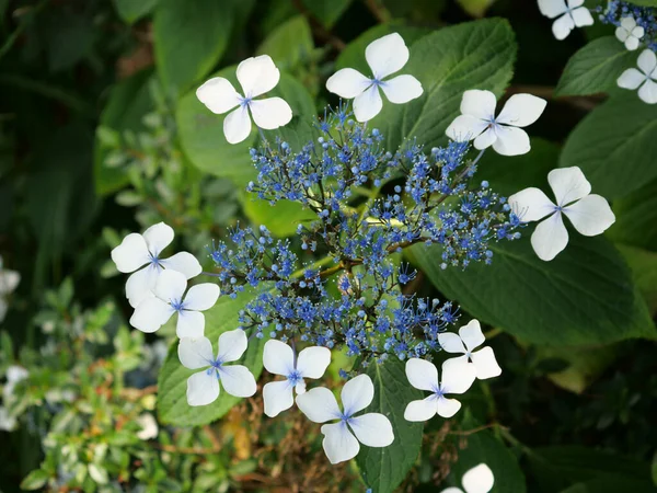 Hydrangea Serrata Adlı Bitkiden Güzel Bir Yakın Çekim — Stok fotoğraf