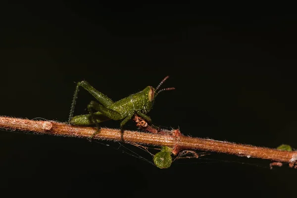 Macro Shot Green Grasshopper Branch — Stock Photo, Image