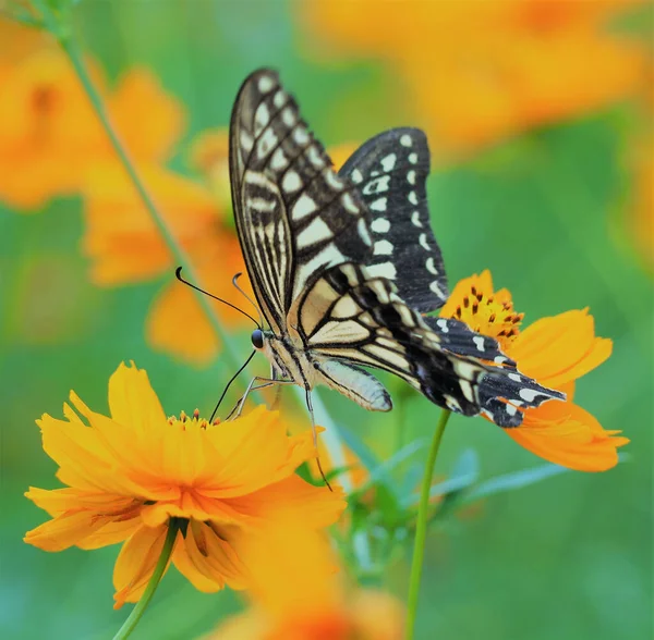 Крупный План Бабочки Ярко Оранжевом Цветке Размытым Фоном — стоковое фото