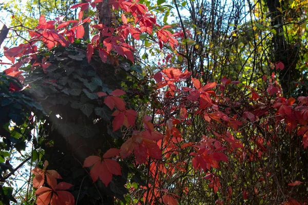 Albero Con Rami Foglie Rosse Foglie Verdi Una Foresta — Foto Stock