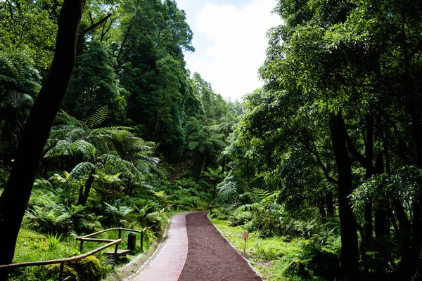 Una Hermosa Toma Vibrante Jardín Tropical Verde —  Fotos de Stock